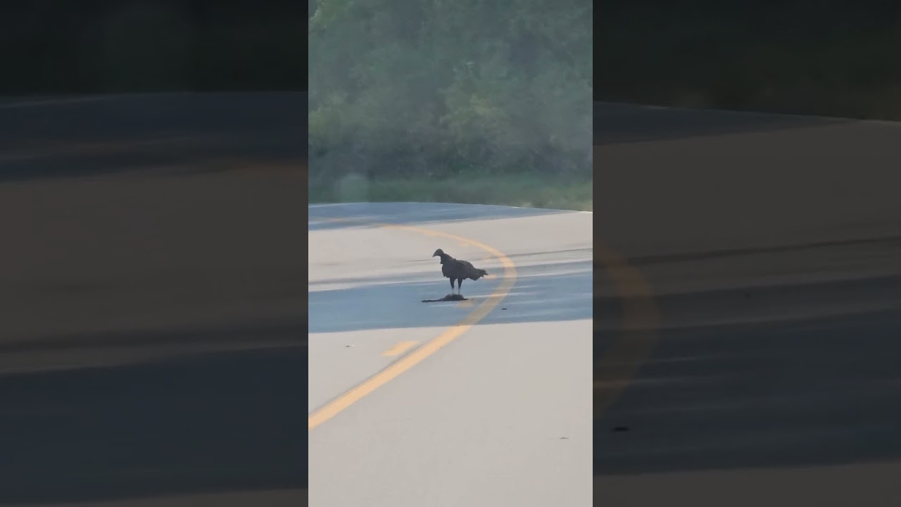 Turkey vulture waddling out of the way instead of flying 