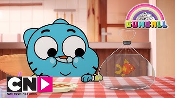 Kleine Gumball | De Wonderlijke Wereld van Gumball | Cartoon Network
