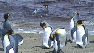 SURFS UP! King Penguins at the beach on a windy day