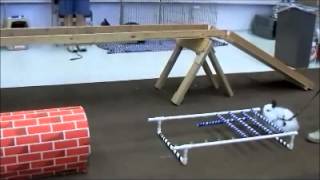 Harvey does rabbit agility.
