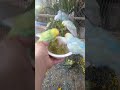 Cute Budgies Singing 'Not Like Us' & 'Die With A Smile' Poppy Playtime Chapter 4 ASMR #Shorts #ASMR