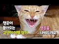 행운의 고양이 이빨❤ 행운을 나눠드려요😻