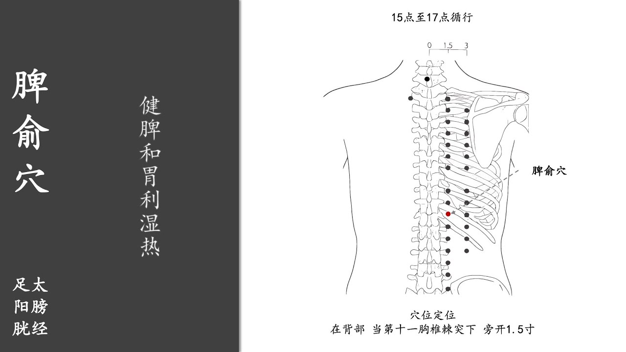 人体穴位144:脾俞:健脾和胃利湿热,按揉脾俞穴100~200次,每天坚持,能够治疗腹胀、呕吐、泄泻 20211230.mp4 - YouTube