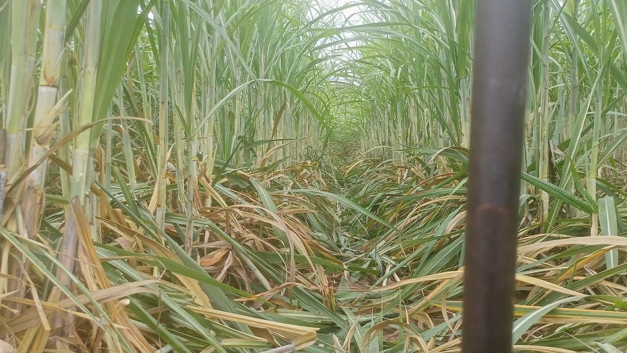 สางใบได้ผลผลิตเพิ่มจริงไหม? สางใบยังไงให้ได้พื้นที่เยอะ