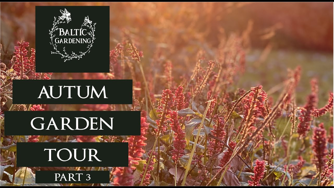 Garden tour part 3. Fall garden tour. Autumnal garden. Baltic Gardening ...