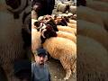 الخيرات تبارك الله🐏 فسوق الثلاثاء آزرو.. والثمن تقريبا مناسب 👌🤚🤔