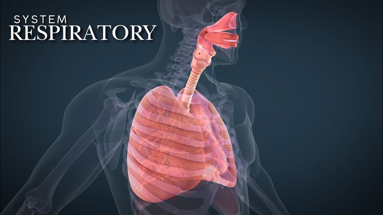 How Your Respiratory System Keeps You Breathing!" 🌬️