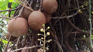 Rare Giant Cannon Ball Fruits