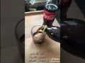 تأثير الكوكاكولا على العظام تجربة على البيض تأثير الكوكاكولا على العظام تجربة على البيض