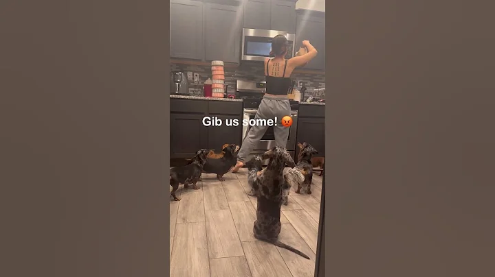 NIGHTS WITH 8 WEENS! #dog #dachshund #viral #shorts