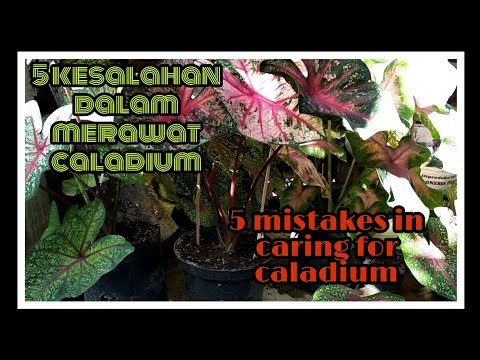 Video: Caladium Houseplant Care: Cara Merawat Caladium Di Dalam Ruangan