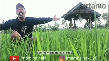 PETANI PADI ORGANIK ITU PAHLAWAN PANGAN , CERITA SIRTANIO versi bahasa OSING Banyuwangi IMAM BAIHAKI