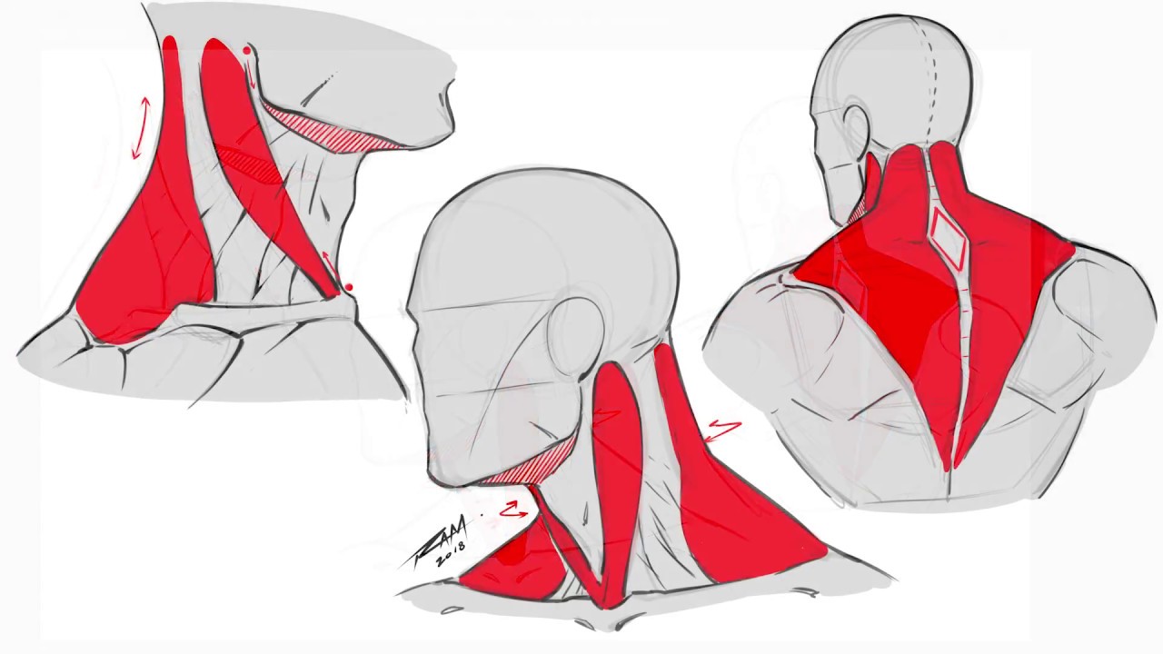 Drawing the Back and Neck Muscles - Basic Anatomy - YouTube