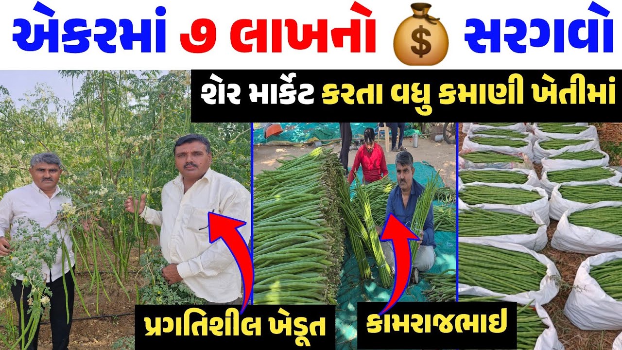રેતાળ જમીન માટે વરદાન એટલે સરગવાની ખેતી 