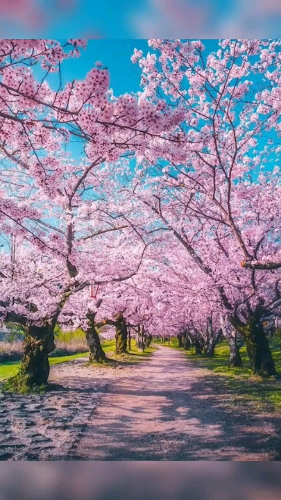 Indahnya Musim Semi di Jepang #jepang #kyoto #musimsemi #sakura #bungapink #wisatadunia
