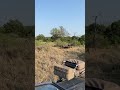 Satara males chasing Trichardt males #shorts #lion #wild #nature
