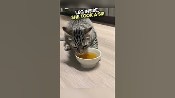 What is it about cats and catnip tea? 😂