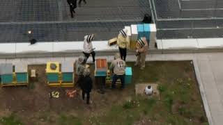 Rooftop Beekeeping at 4 Times Square NYC by Brian Chambers 453 views 6 years ago 3 minutes, 9 seconds
