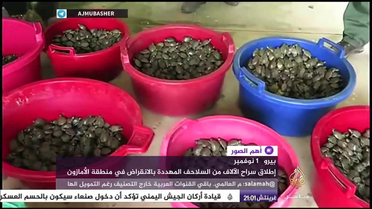 إطلاق سراح آلاف السلاحف المهددة بالانقراض في الأمازون