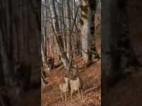 ჩვენი საქართველო ♥️ 🦌