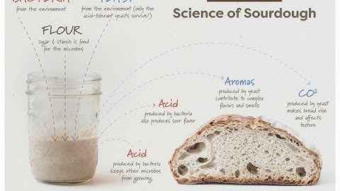 Sourdough for Science