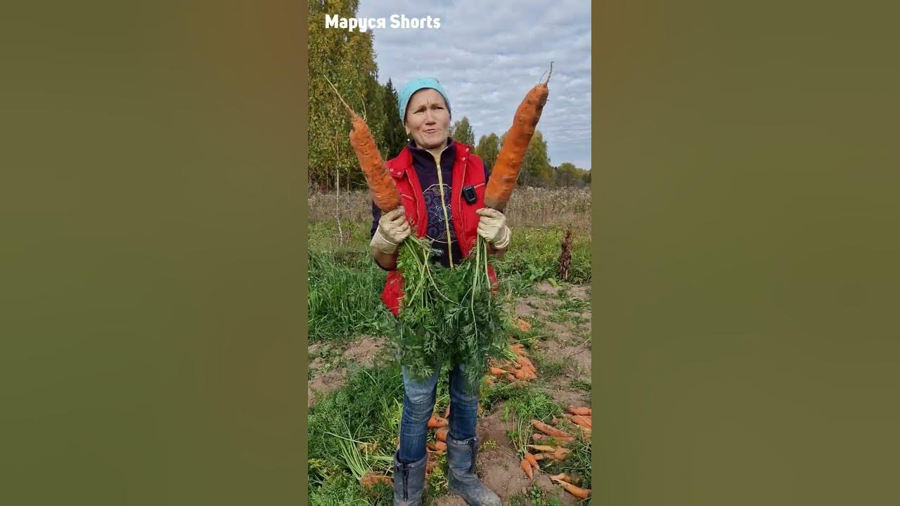 НАШ РУССКИЙ РАЗМЕР МОРКОВЬ ГИГАНТ@obovsemsmarusya - YouTube