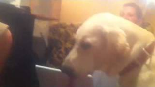 Dog eating Chapstick