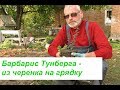 Барбарис Тунберга -   из черенка на грядку