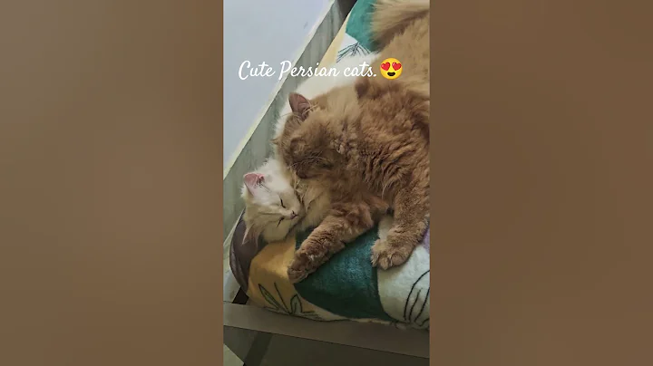 Video 11885411: persian cats funnycats, cute funny persian cats, adorable meow