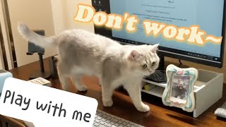 The biggest obstacle at work: my cat by Dino Wearing White Socks穿白袜子的迪诺 133 views 3 years ago 34 seconds