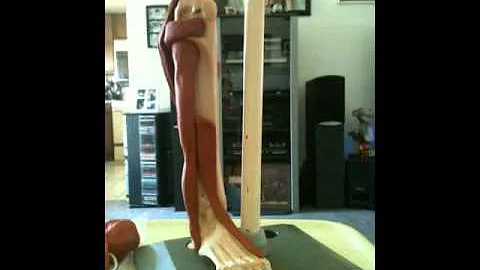 Clay Anatomy by Heather Morales