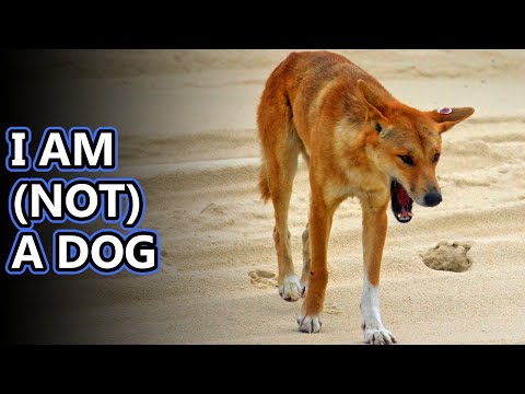 Dingo facts: is a dingo a dog? | Animal Fact Files