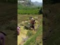Panen Padi Di Sawah Pedesaan