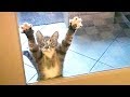 LAUGH HARD at FUNNY ANIMAL VIDEOS - Best FUNNY VIDEOS 2019