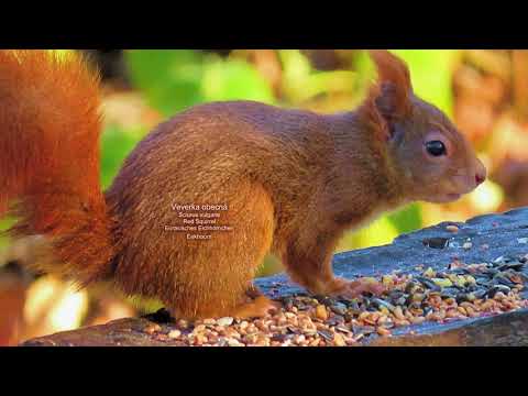 Video: Jedí veverky ratan?