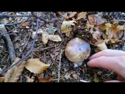 Grazie a tutti gli iscritti!Thanks all!!!1000!!PORCINI)