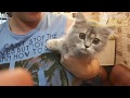Котенок радуется выздоровлению Влюбился в ветеринарного врача Мило До слез