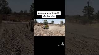 Siembra de maíz a 58,000 plantas x hectárea Siembra de maíz a 58,000 plantas x hectárea