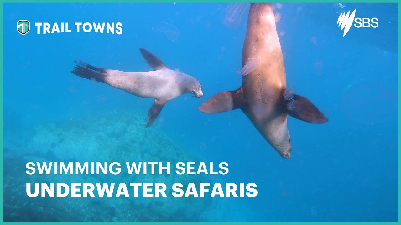 Swimming with Seals in Narooma | NSW AUS - YouTube