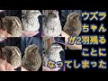 自己流ウズラ飼育体験シリーズ 6 ウズラちゃんの性別特徴、二羽だけ残ることになってしまったわけ。