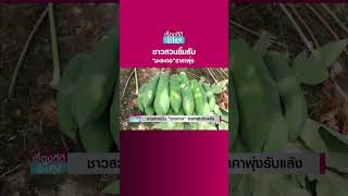 ชาวสวนยิ้มรับ 'มะละกอ'ราคาพุ่ง | เรื่องดีดีทั่วไทย | ชาวสวนยิ้มรับ 'มะละกอ'ราคาพุ่ง | เรื่องดีดีทั่วไทย |