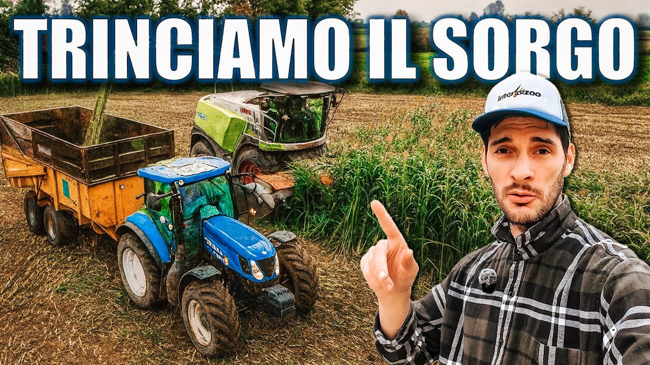 Sorgo distrutto da vento e pioggia da trinciare e pioggia in arrivo | Claas 990 inarrestabile