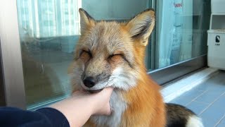 볼수록 매력터지는 여우의 필살애교(with.캣폭) l Funny Adorable Fox
