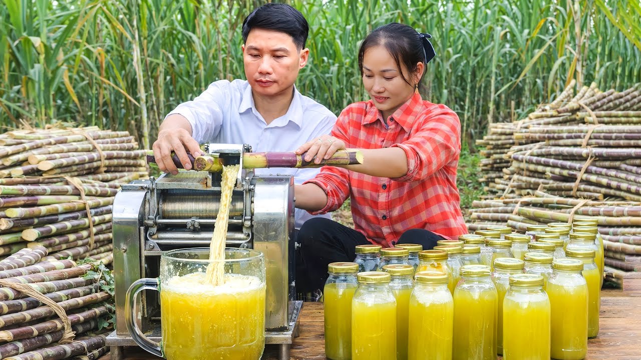 Purple Sugarcane Harvest: How to Make Purple Sugarcane Juice to Sell at Market with Happy Family