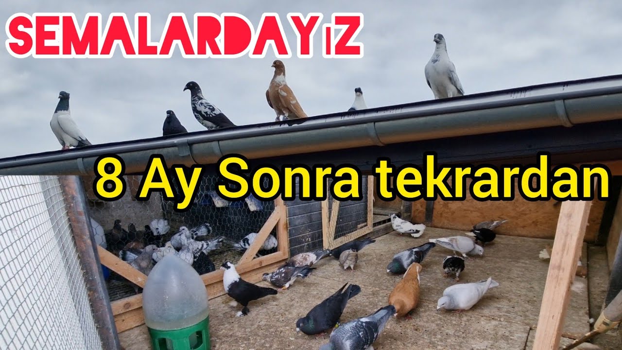 8 Ay aradan tekrardan Semalarda Sizlerleyiz#aksoyfiloelvanguvercinleri