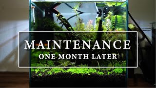 【AQUASCAPE】Maintenance after one month of aquarium start-up.【With English subtitles】