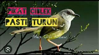 Suara Pikat Burung CIBLEK SUSAH TURUN 100% PANEN
