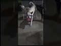ايه الى بتقولو دا كوميدي مضحك ضحك    