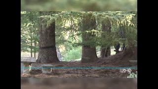 Bosque de cedros en la Serranía de Ronda (Málaga) 14/01