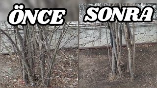 Nar Ağacı Budamanın Tüm Ayrıntıları